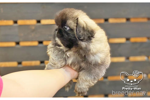 成約済の愛知県のペキニーズ-139739の10枚目