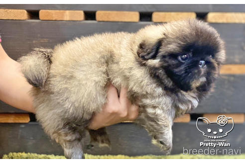 成約済の愛知県のペキニーズ-139739の9枚目