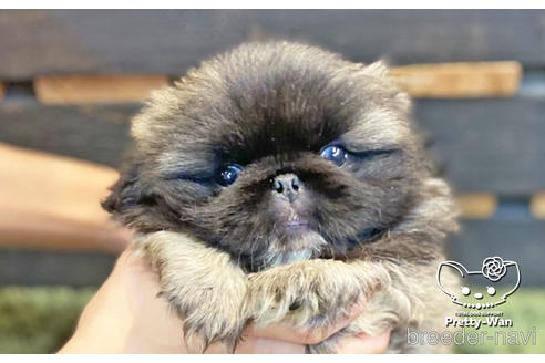 成約済の愛知県のペキニーズ-139739の6枚目