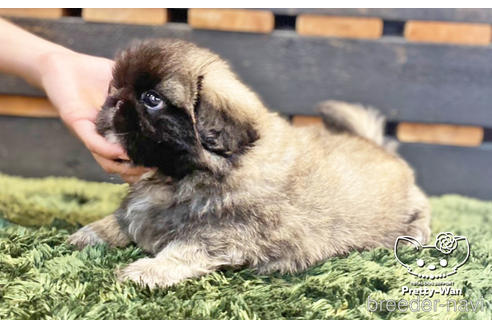 成約済の愛知県のペキニーズ-139739の8枚目