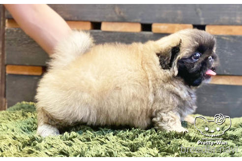 成約済の愛知県のペキニーズ-140124の7枚目