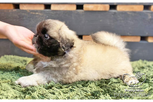 成約済の愛知県のペキニーズ-140124の6枚目