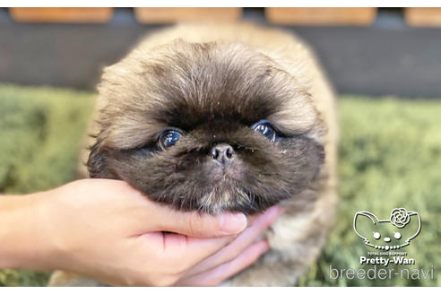 成約済の愛知県のペキニーズ-140124