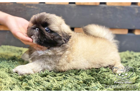 成約済の愛知県のペキニーズ-140124の5枚目