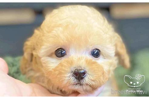 成約済の愛知県のトイプードル-140125