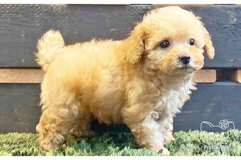 成約済の愛知県のトイプードル-140125の4枚目