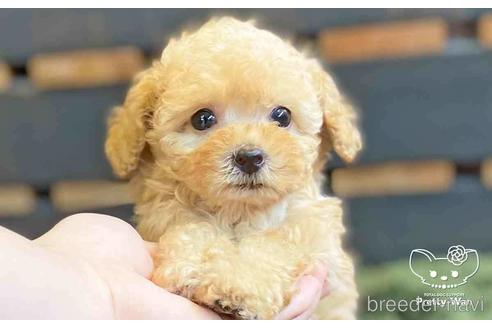 成約済の愛知県のトイプードル-140125の5枚目