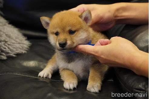 成約済の岐阜県の柴犬-138619の1枚目