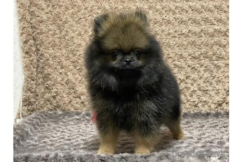 成約済の埼玉県のポメラニアン-134960の3枚目