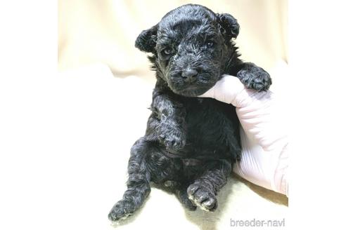 成約済の茨城県のミックス犬-140153の30枚目