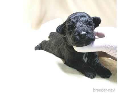 成約済の茨城県のミックス犬-140153の28枚目