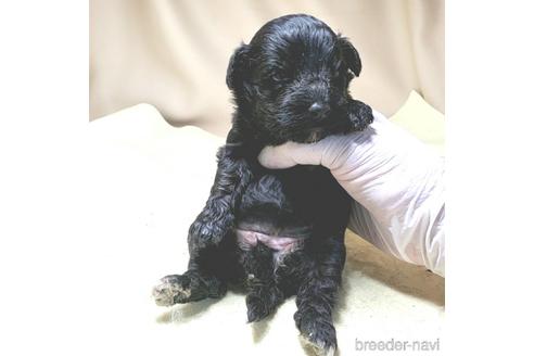 成約済の茨城県のミックス犬-140156の20枚目