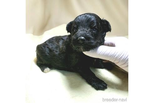 成約済の茨城県のミックス犬-140156の19枚目