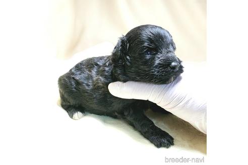 成約済の茨城県のミックス犬-140156の18枚目