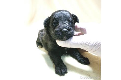成約済の茨城県のミックス犬-140156の17枚目