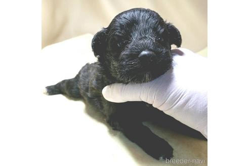 成約済の茨城県のミックス犬-140156の16枚目