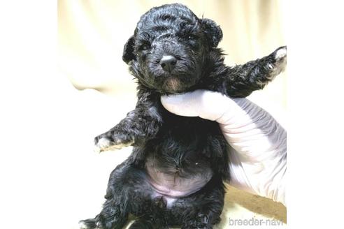 成約済の茨城県のミックス犬-140164の30枚目