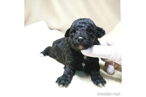 成約済の茨城県のミックス犬-140164の29枚目