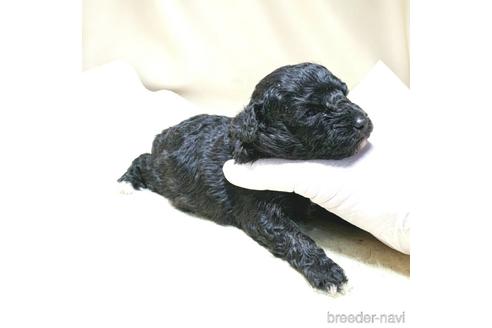 成約済の茨城県のミックス犬-140164の28枚目