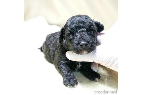 成約済の茨城県のミックス犬-140164の27枚目