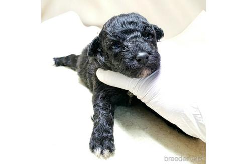 成約済の茨城県のミックス犬-140164の26枚目