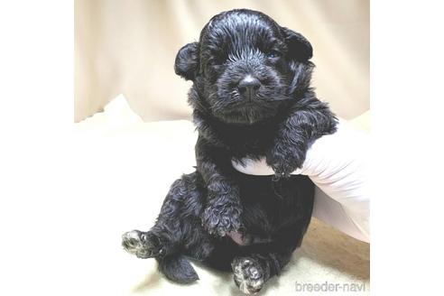 成約済の茨城県のミックス犬-140165の25枚目