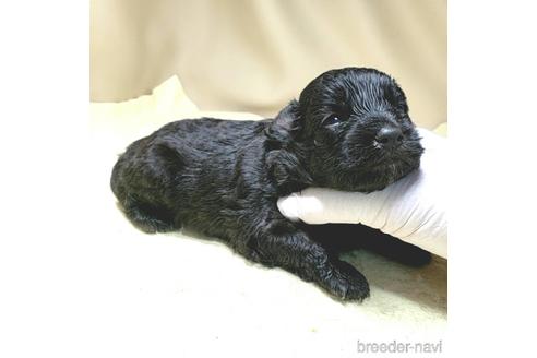 成約済の茨城県のミックス犬-140165の24枚目