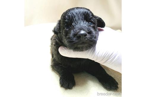 成約済の茨城県のミックス犬-140165の23枚目