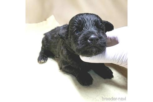 成約済の茨城県のミックス犬-140165の21枚目