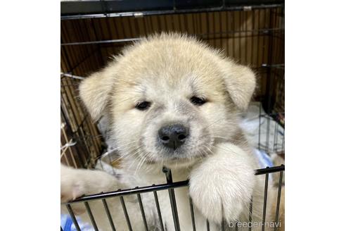 成約済の群馬県の秋田犬-140167の1枚目