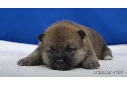 成約済の愛知県の柴犬-140186