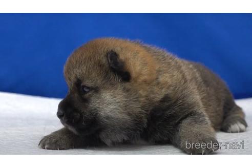 成約済の愛知県の柴犬-140186の2枚目