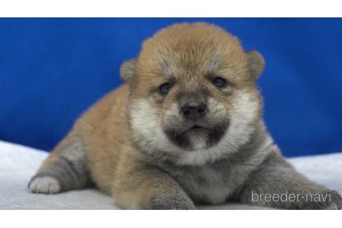 成約済の愛知県の柴犬-140187