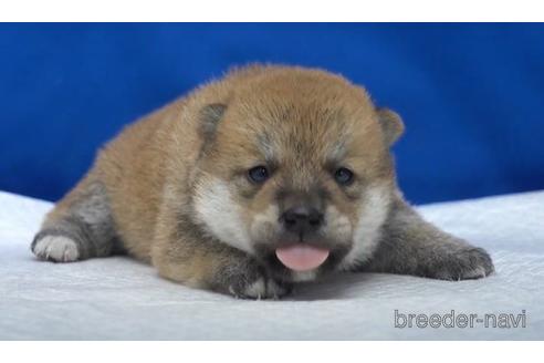 成約済の愛知県の柴犬-140187の2枚目