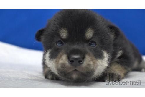 成約済の愛知県の柴犬-140191