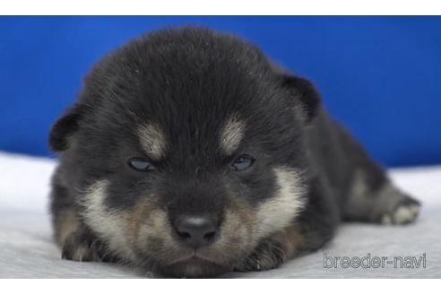 成約済の愛知県の柴犬-140191の2枚目