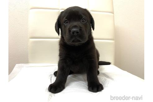 成約済の滋賀県のラブラドールレトリーバー-140193の1枚目