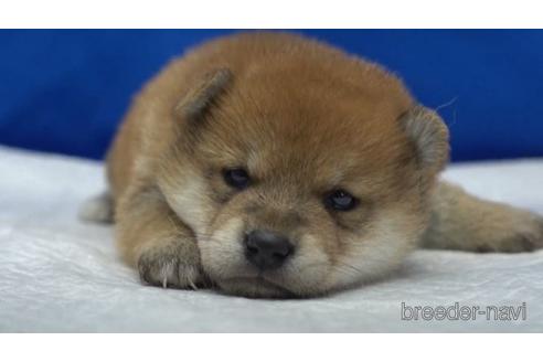 成約済の愛知県の柴犬-140195の1枚目