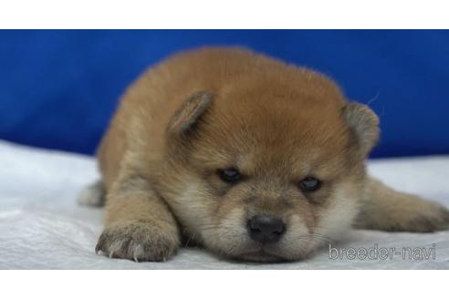 成約済の愛知県の柴犬-140195の2枚目