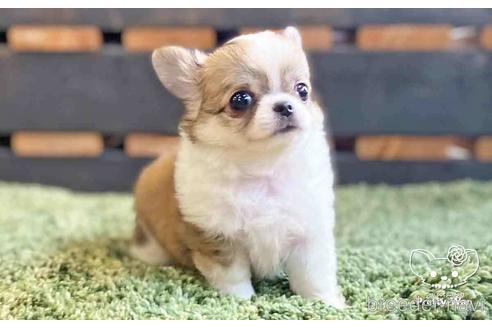 成約済の愛知県のチワワ(ロングコート)-140222の2枚目