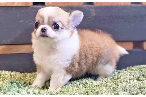 成約済の愛知県のチワワ(ロングコート)-140222の3枚目