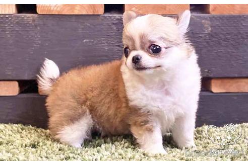 成約済の愛知県のチワワ(ロングコート)-140222の4枚目