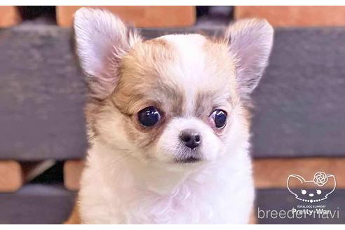 成約済の愛知県のチワワ(ロングコート)-140222