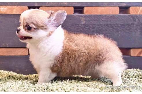 成約済の愛知県のチワワ(ロングコート)-140222の5枚目