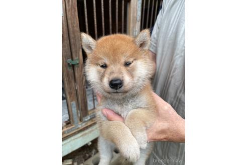 成約済の広島県の柴犬-140230の1枚目