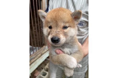 成約済の広島県の柴犬-140232の1枚目