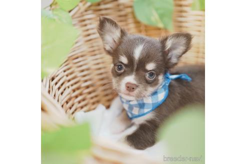 成約済の愛媛県のチワワ(ロングコート)-140234の1枚目