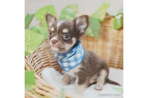 成約済の愛媛県のチワワ(ロングコート)-140234の2枚目
