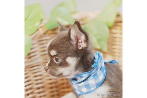 成約済の愛媛県のチワワ(ロングコート)-140234の3枚目