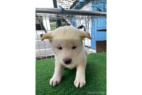 成約済の広島県の柴犬-136461の1枚目